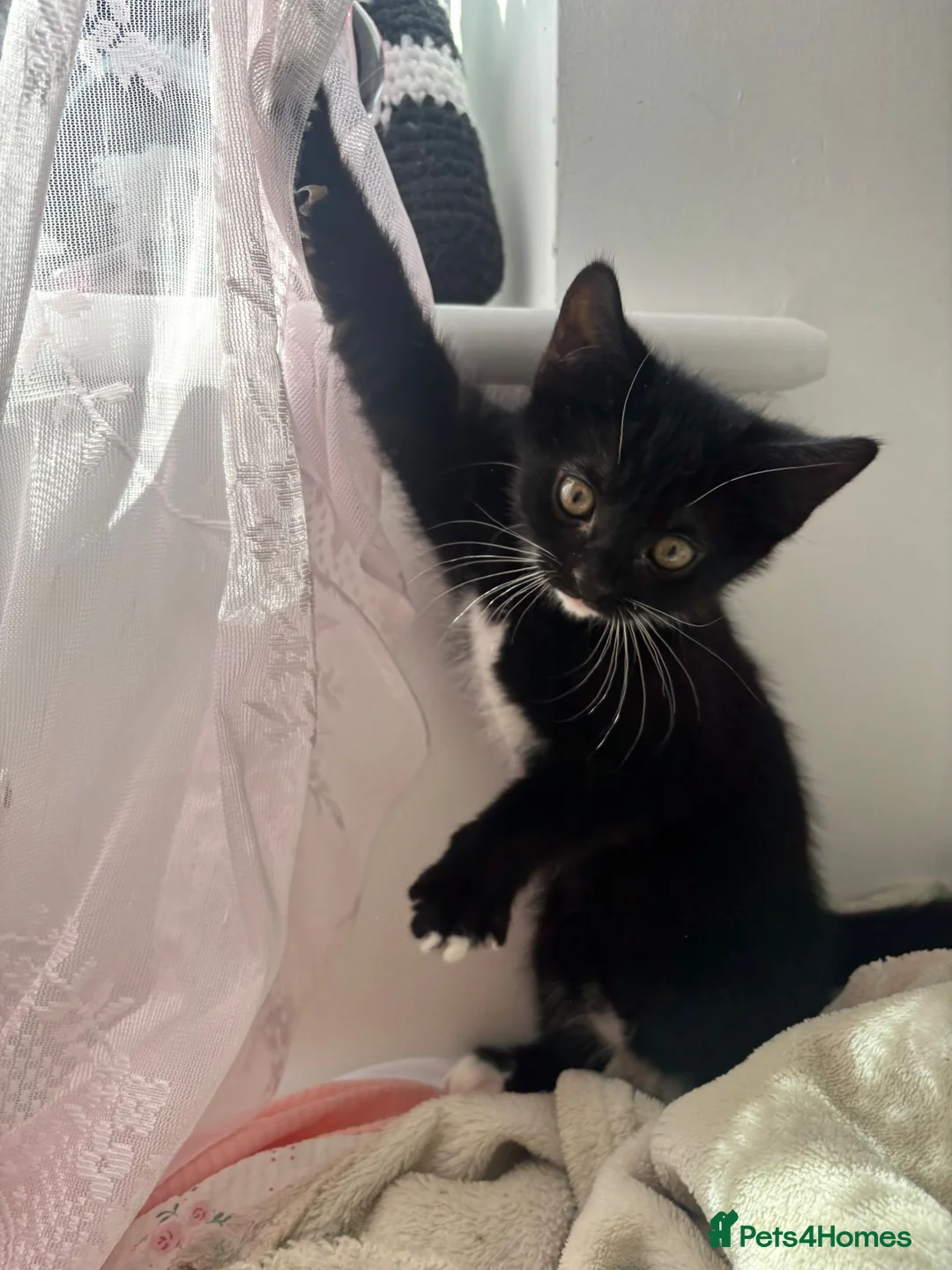 Mixed Breed cats for sale: 🐾 Beautiful Kittens Looking for Forever Homes 🐾 - Advert 2