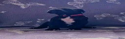 Great Dane dogs for sale: Great Dane Puppies - Advert 4