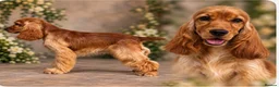Cocker Spaniel dogs for sale: Show cocker spaniel  - Advert 5