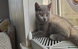 British Shorthair cats for sale: British shorthair blue / lilac kittens  - Image 18