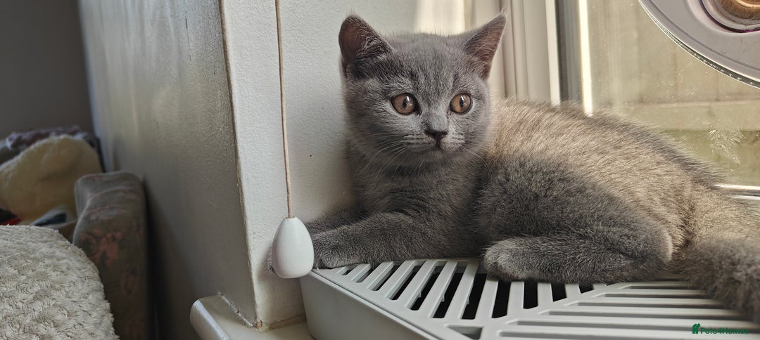 British Shorthair cats for sale: British shorthair blue / lilac kittens  - Image 18