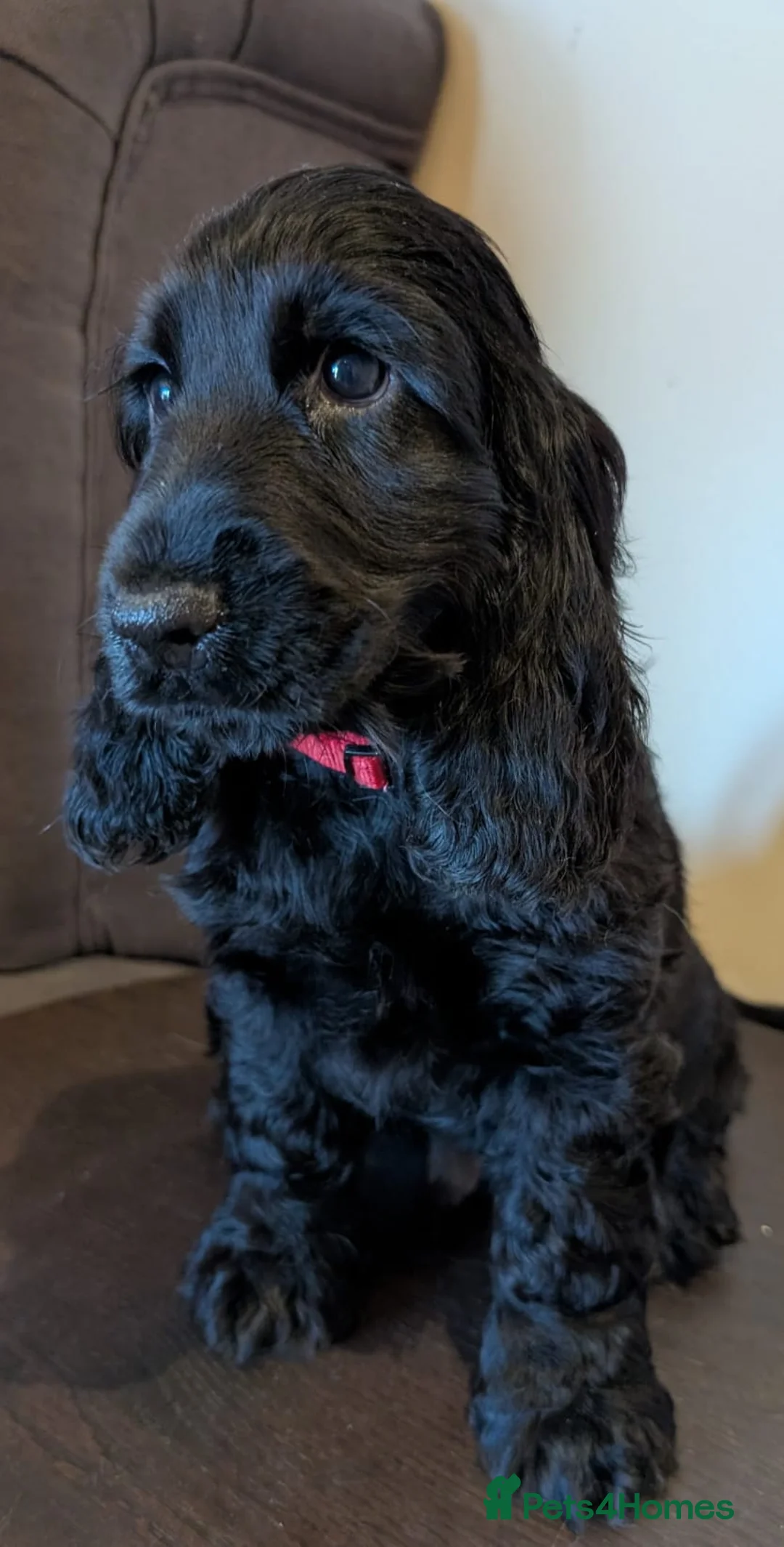 Cocker Spaniel dogs for sale: KC Male Health Tested Show Cocker Spaniel Pup - Advert 2