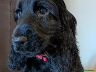 Cocker Spaniel dogs KC Health Tested Show Cocker Spaniel Pups - Advert 18