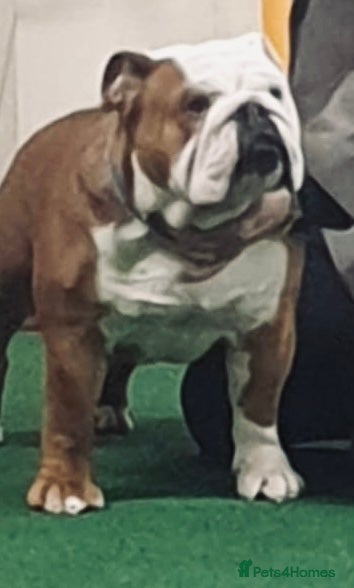 English Bulldog dogs Purebred bulldog at stud - Advert 4