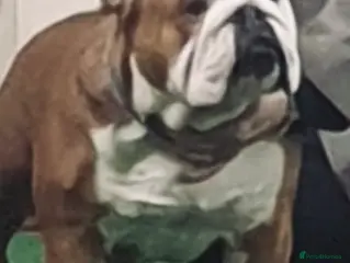 English Bulldog dogs Purebred bulldog at stud - Advert 4