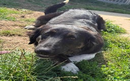 Mixed Breed dogs for adoption: Meet Merlin, currently residing in Essex  - Image 7
