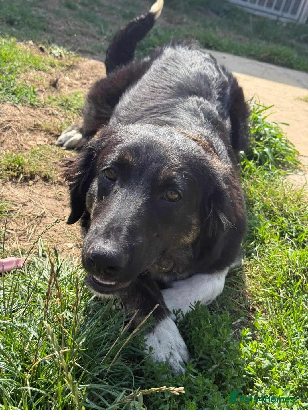 Mixed Breed dogs for adoption: Meet Merlin, currently residing in Essex  - Image 7