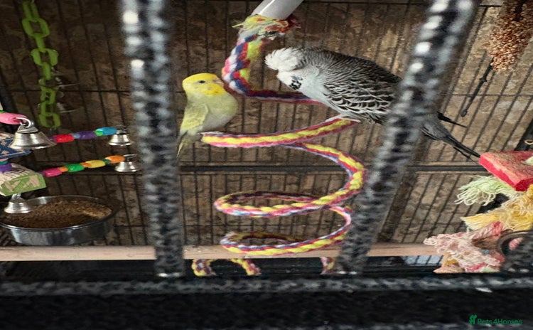 Budgerigars birds - Advert 3