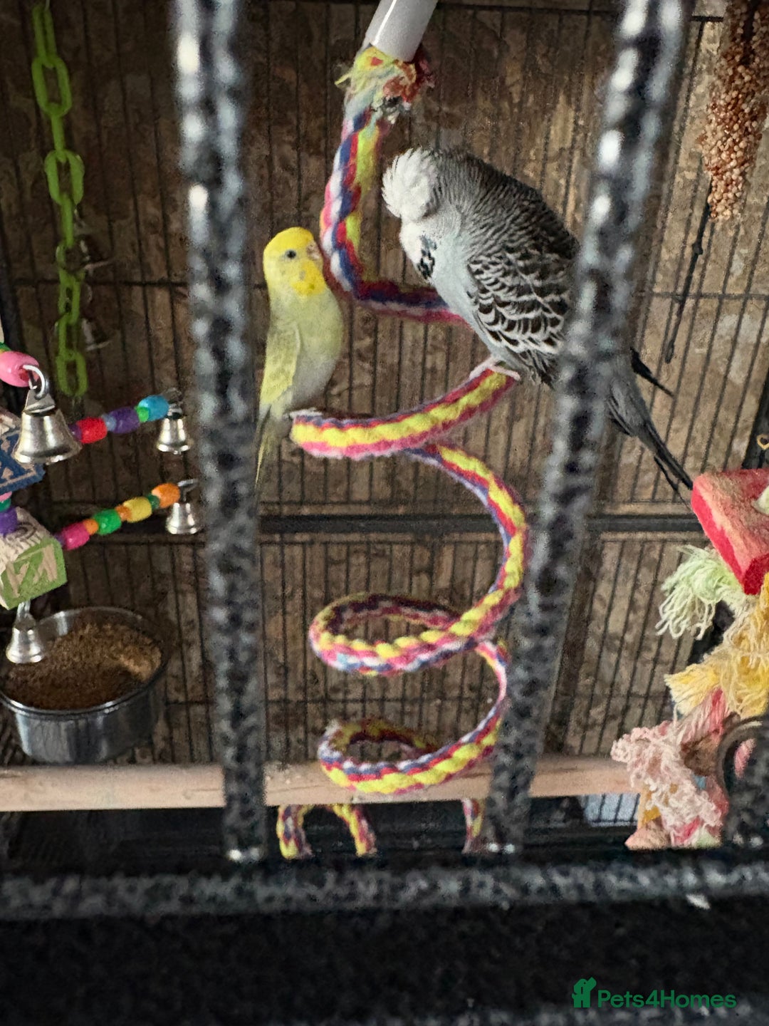 Budgerigars birds for sale: Beautiful male and female budgies  - Image 1