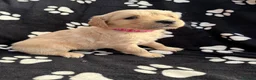 Golden Retriever dogs for sale: Kennel Club Health Tested Golden Retriever Puppies - Advert 13