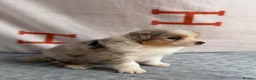 Australian Shepherd dogs for sale: Kc Australia shepherd puppies health test parents - Advert 29