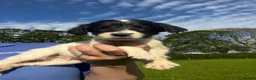 English Springer Spaniel dogs for sale: Outstanding litter of Springer Spaniel Pups - Advert 10