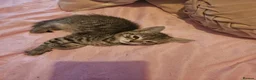 Bengal cats for sale: Girl kittens - Advert 17