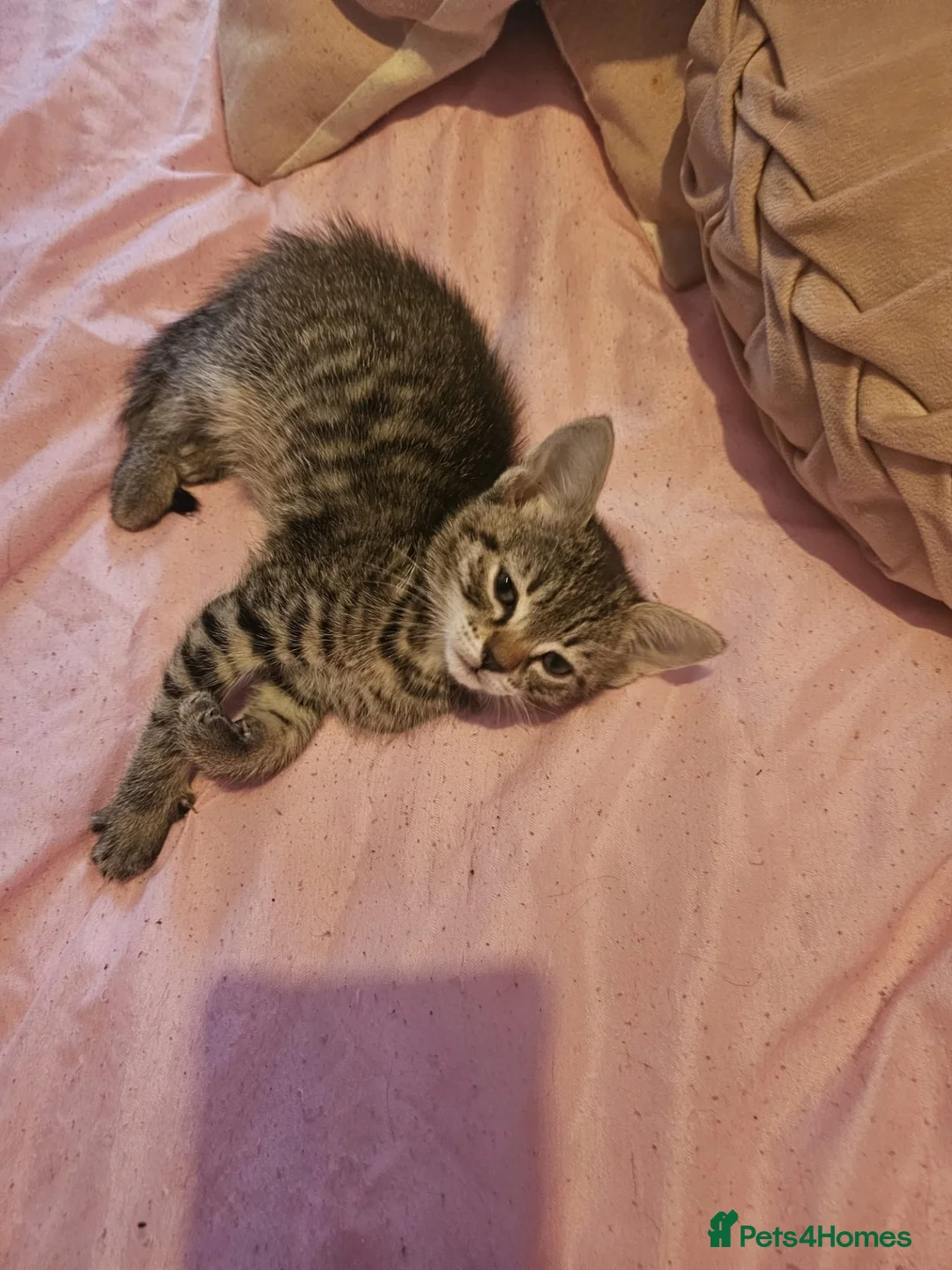 Bengal cats for sale: Girl kittens - Advert 17