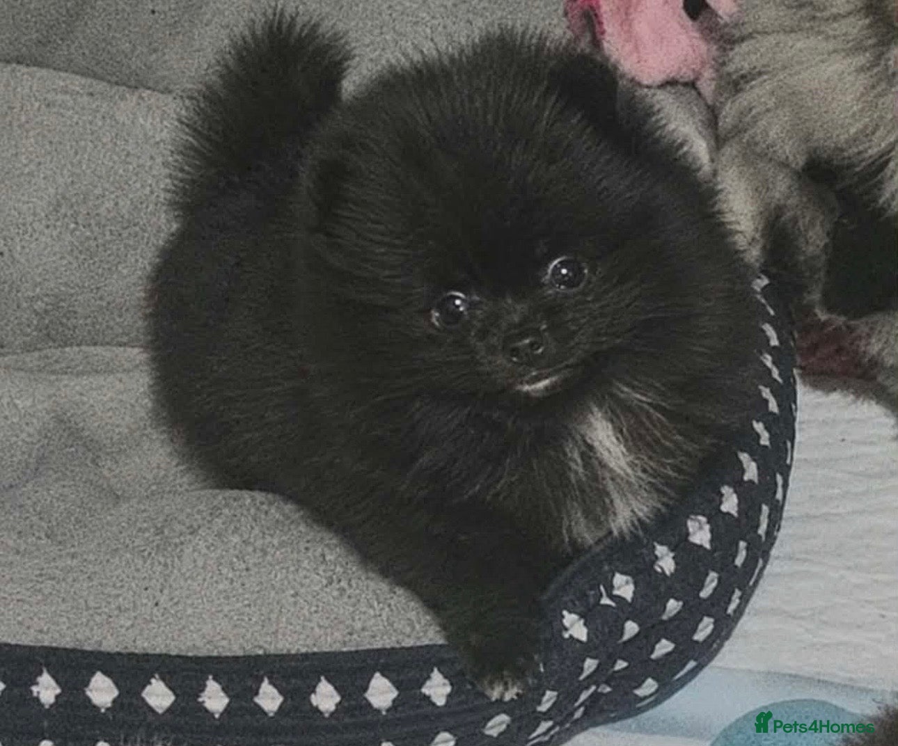 Pomeranian dogs Russian/Taiwan Pomeranian puppies - Advert 13
