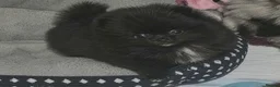 Pomeranian dogs for sale: Russian/Taiwan Pomeranian puppies - Advert 3