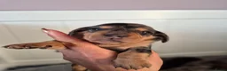 Miniature Dachshund dogs for sale: 🌟🐾Miniature Dachshund puppies🐾🌟 in Airdrie - Advert 10