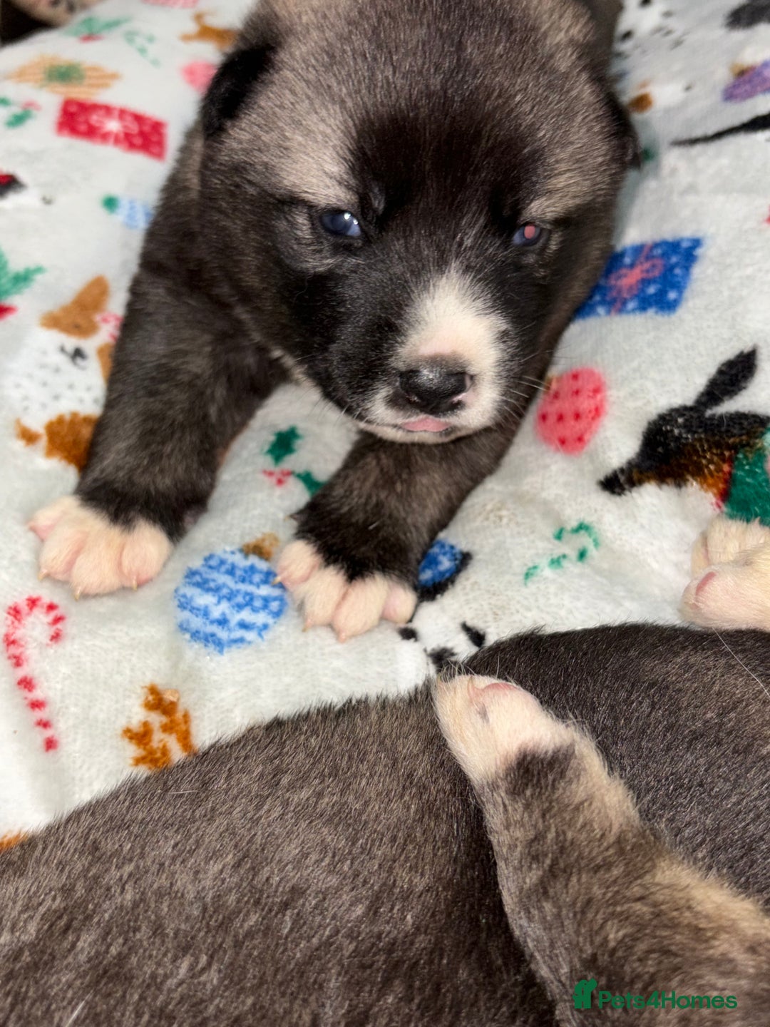 Huskita dogs for sale: american akuta X husky - Advert 10