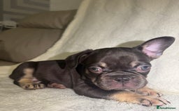 French Bulldog dogs for sale: French Bulldog puppies for sale - Image 2