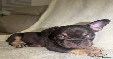 French Bulldog dogs - Advert 9