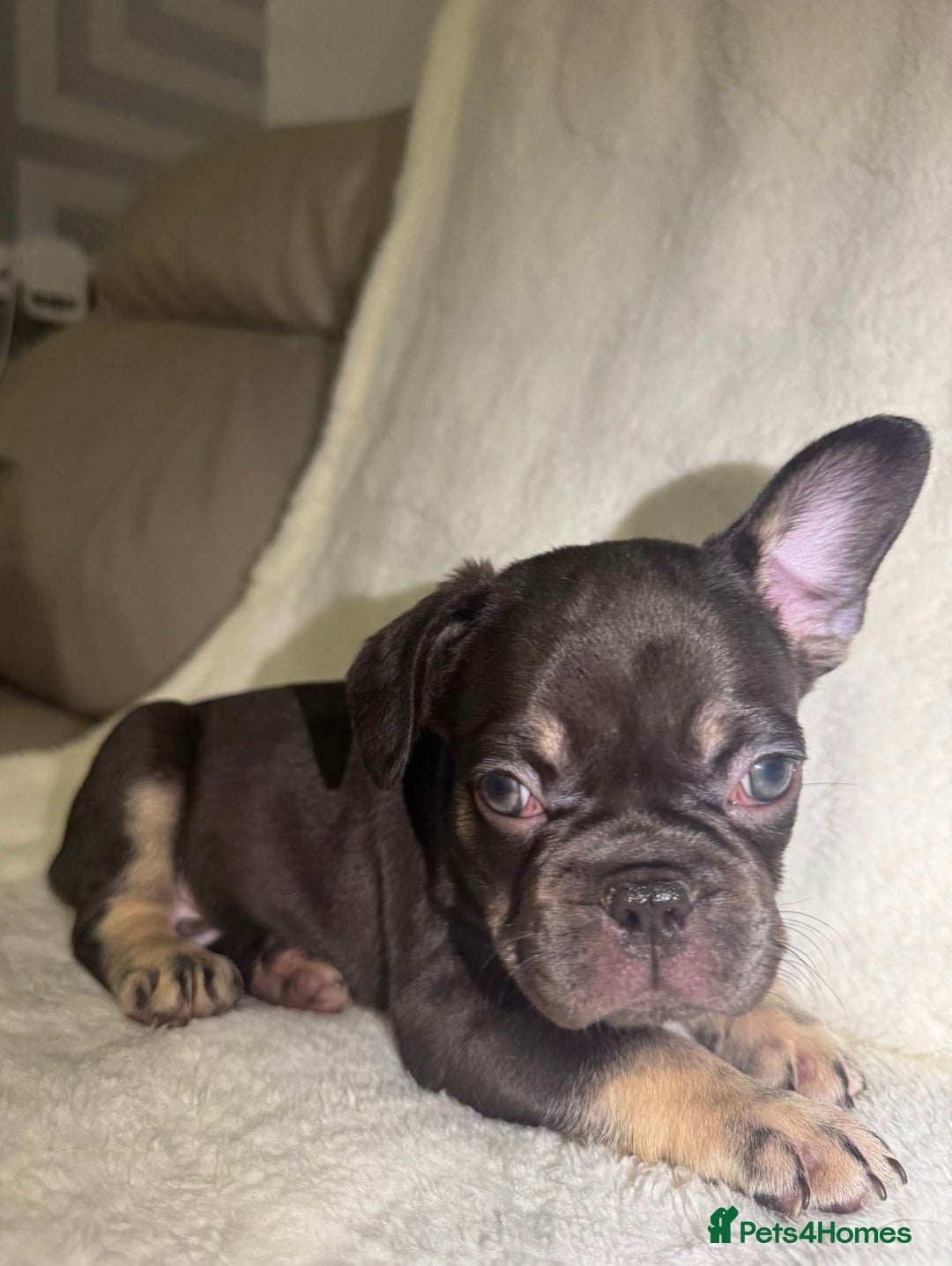 French Bulldog dogs for sale: French Bulldog puppies for sale - Image 2