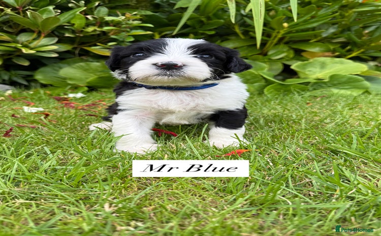 Portuguese Water Dog dogs - Advert 2