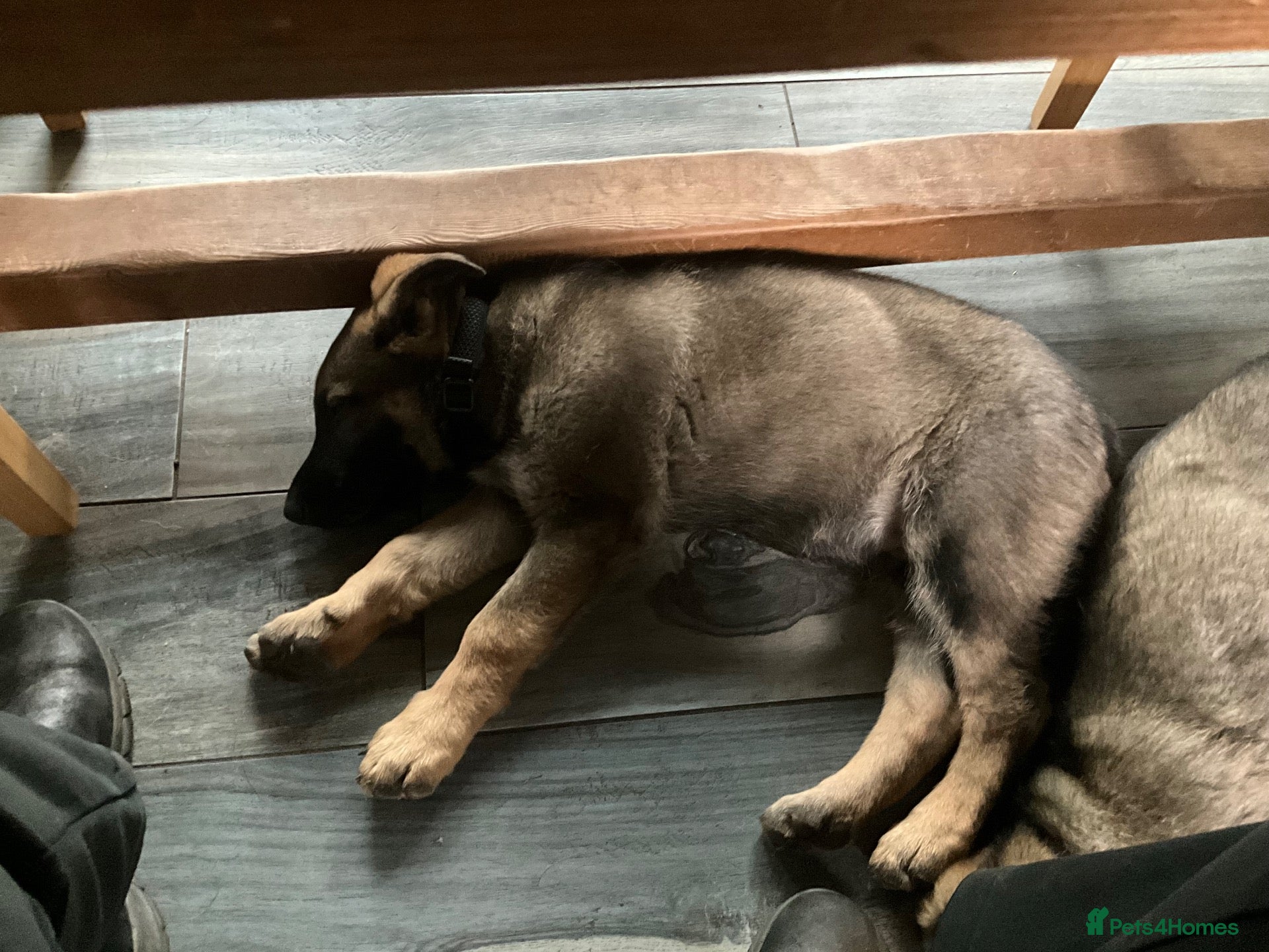 German Shepherd dogs STRAIGHT BACKED WORKING / PROTECTION DOGS - Advert 2