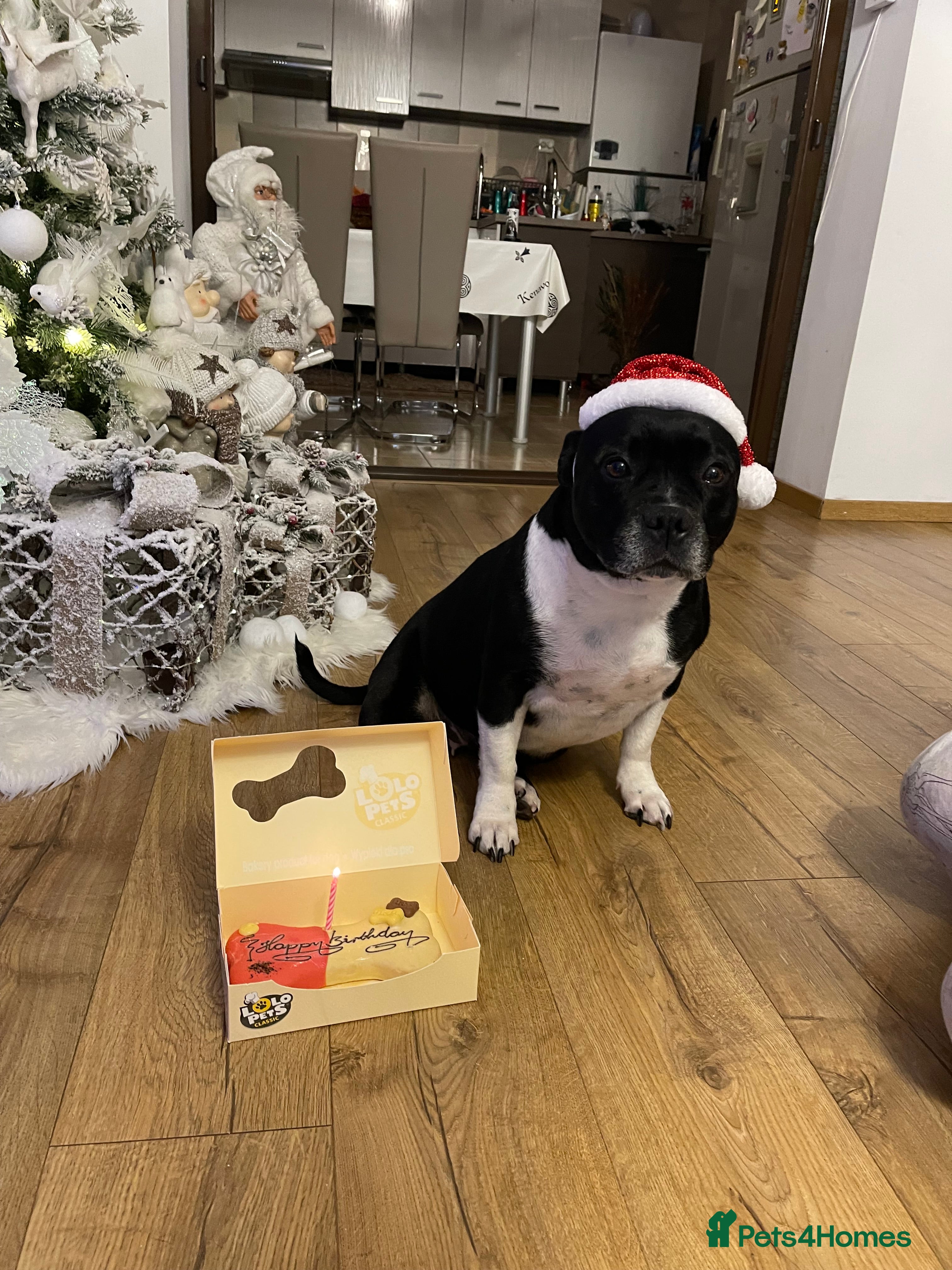 Staffordshire Bull Terrier dogs Beautiful Loyal Staffy Girl Needs Loving Home - Advert 6