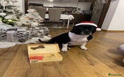 Staffordshire Bull Terrier dogs for sale: Beautiful Loyal Staffy Girl Needs Loving Home - Image 1