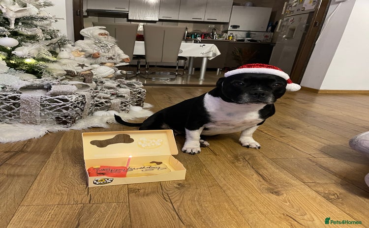 Staffordshire Bull Terrier dogs - Advert 3