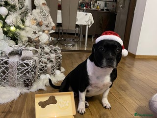 Staffordshire Bull Terrier dogs for sale - Advert 1