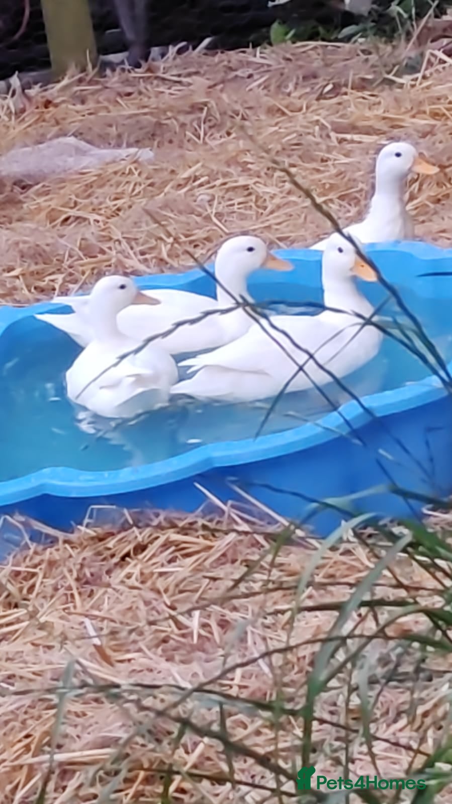 Ducks poultry 3 call ducks  - Advert 1