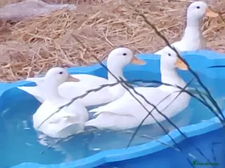 Ducks poultry 3 call ducks - Advert 1