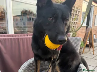 German Shepherd dogs Trained German shepherd - Advert 1