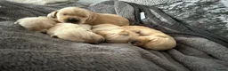 Golden Retriever dogs for sale: Beautiful golden retriever puppies - Advert 32
