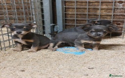 Jack Russell dogs for sale: Beautiful lilac and tan mini jacks  - Image 2