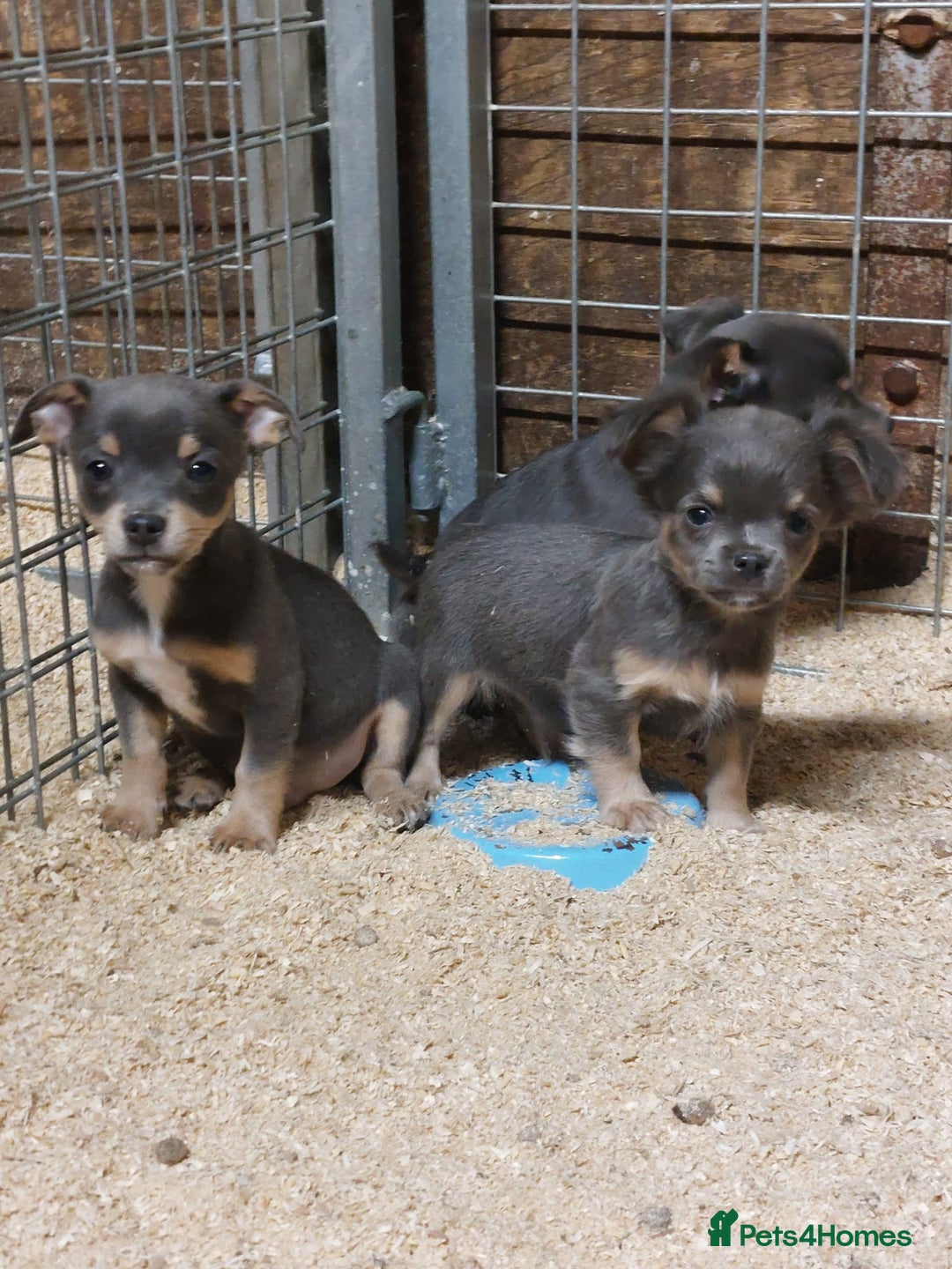 Jack Russell dogs for sale: Beautiful lilac and tan mini jacks  - Image 2