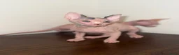 Sphynx cats for sale: sphynx kittens for sale - Advert 19
