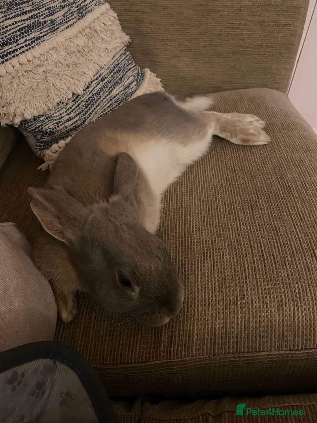 Mixed Breed rabbits for sale: Looking for forever home! - Advert 4