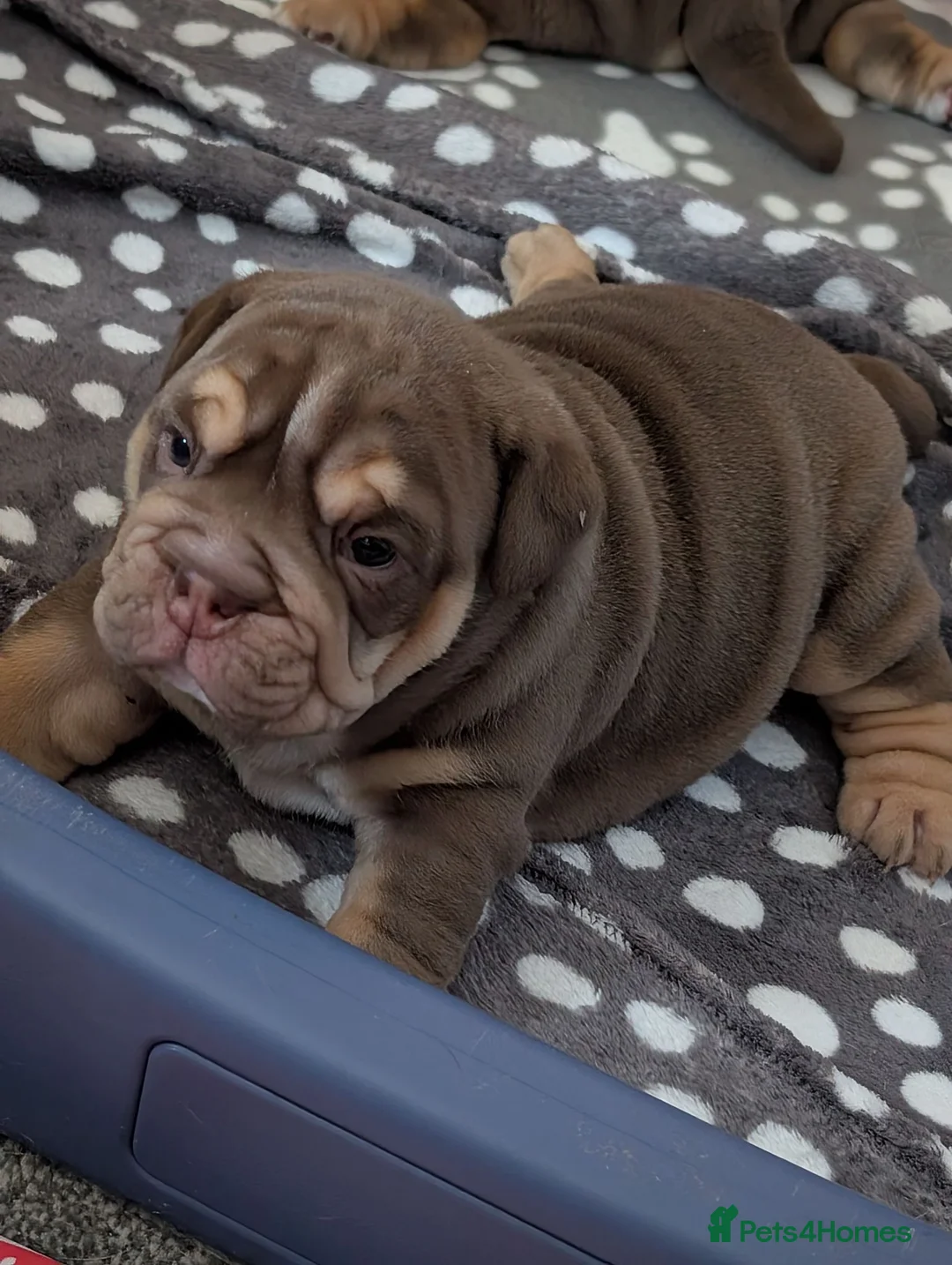 Mixed Breed dogs for sale: New English bulldog  in Perth - Advert 2