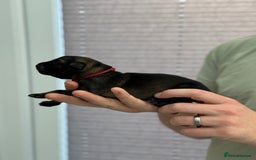 German Shepherd dogs for sale: German Shepherd Puppies  - Image 11