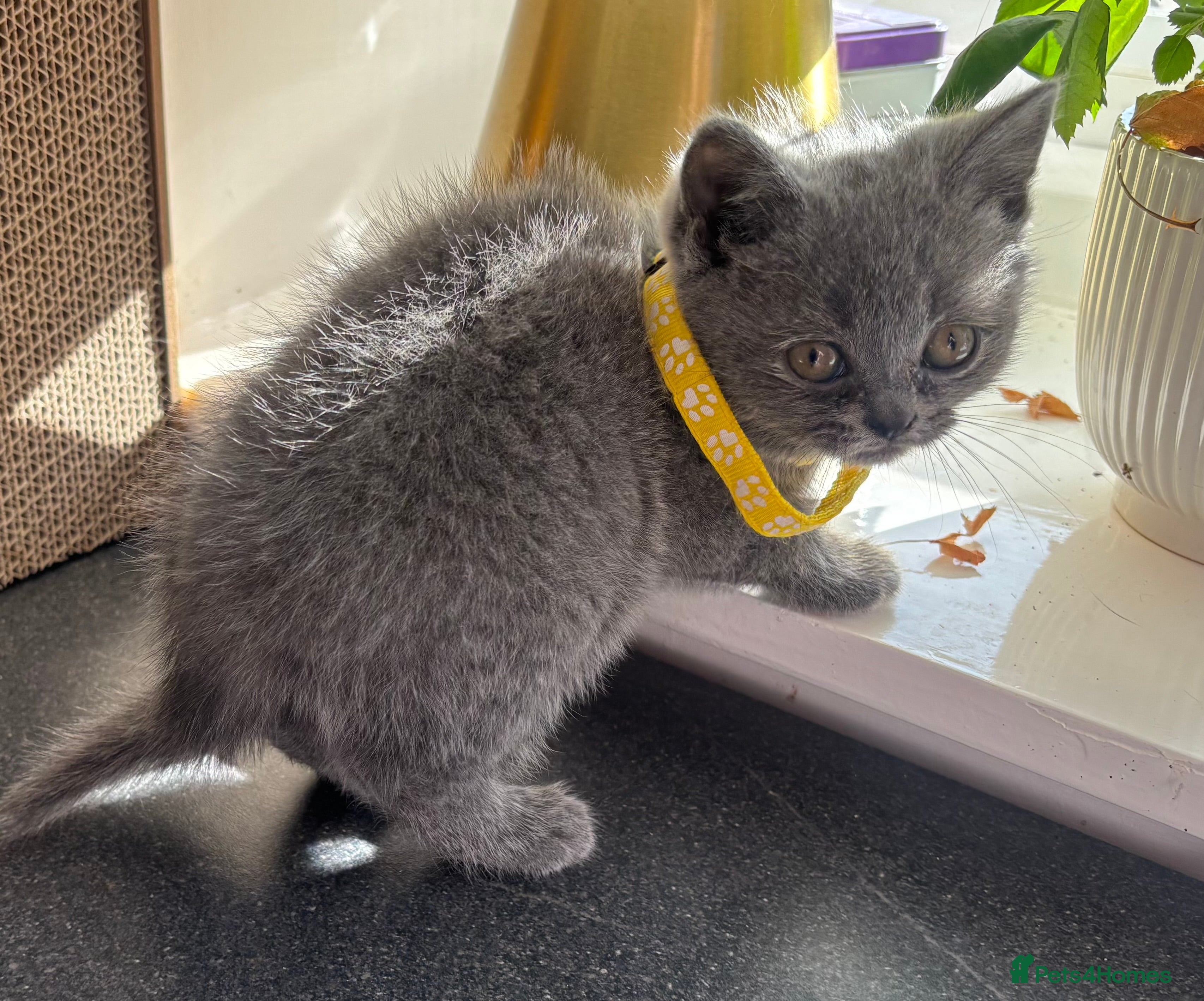 British Shorthair cats 5 beautiful British Blues and Colourpoints - Advert 2