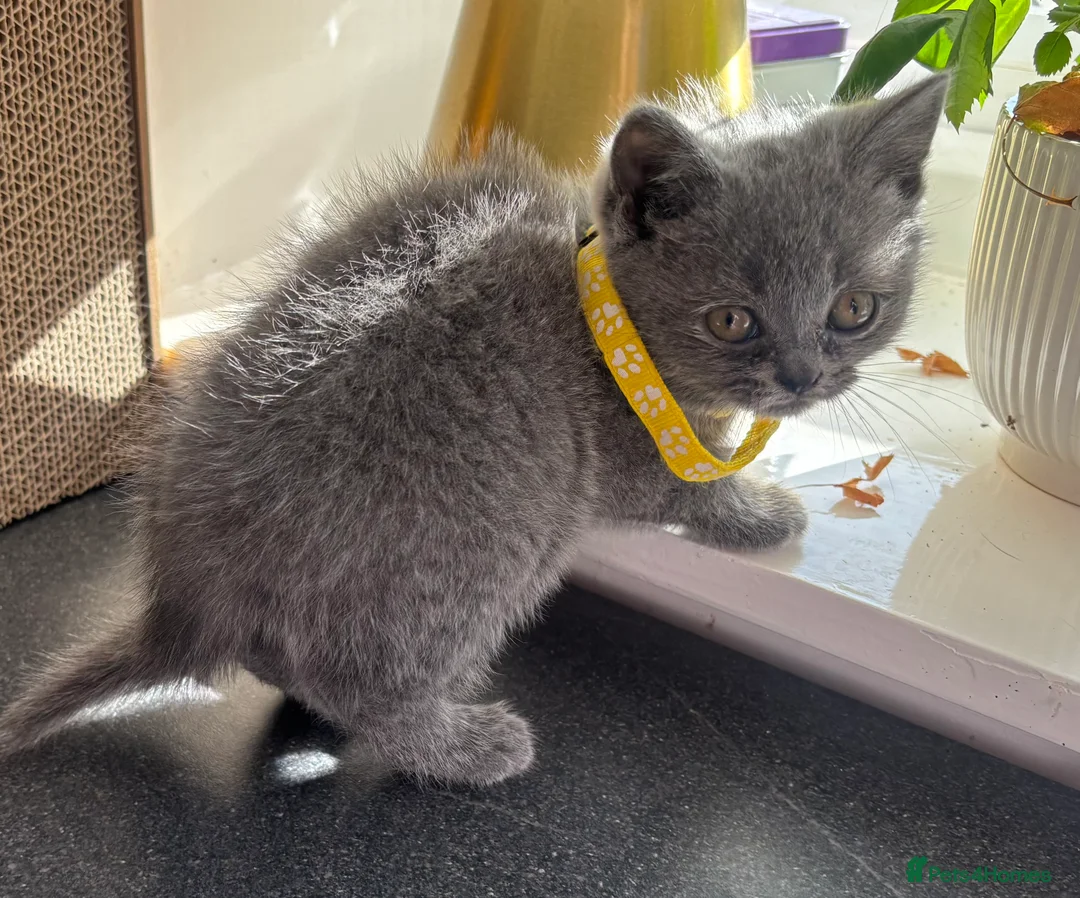 British Shorthair cats for sale: 5 beautiful British Blues and Colourpoints - Advert 2