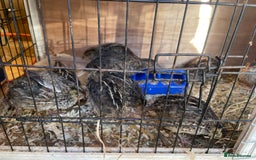 Quail poultry for sale: Male and female Coturnix quails  - Image 7