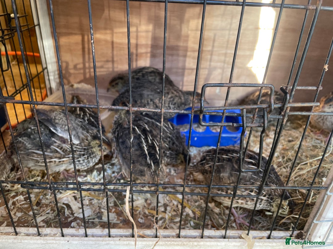 Quail poultry for sale: Male and female Coturnix quails  - Image 7