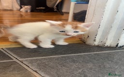 Mixed Breed cats for sale: Beautiful kittens looking for new homes!! - Image 18