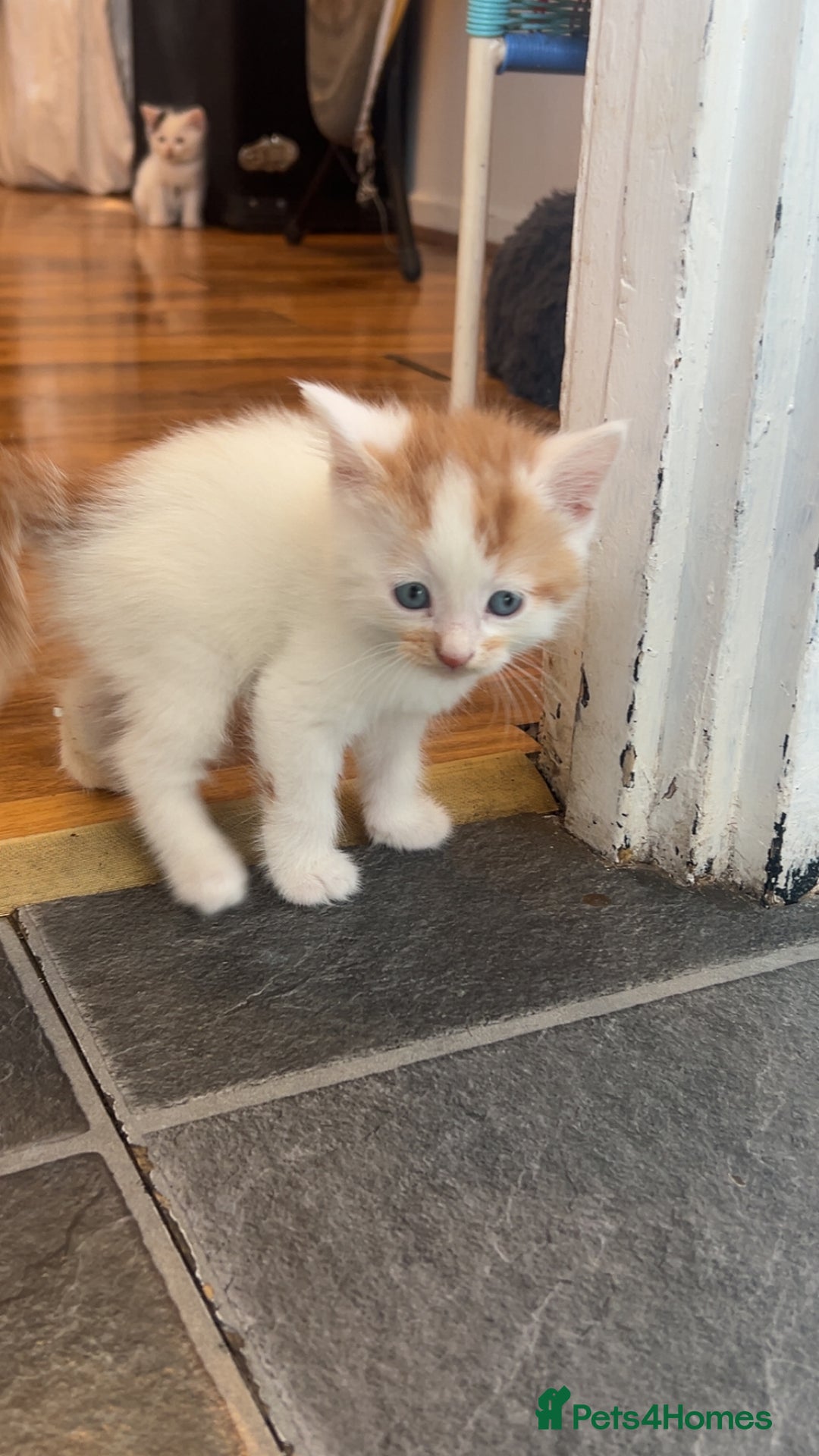 Mixed Breed cats for sale: Beautiful kittens looking for new homes!! - Image 18