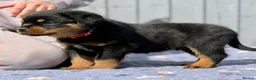 Rottweiler dogs for sale: 5 Exceptional KC Registered Rottweiler Puppies - Advert 28