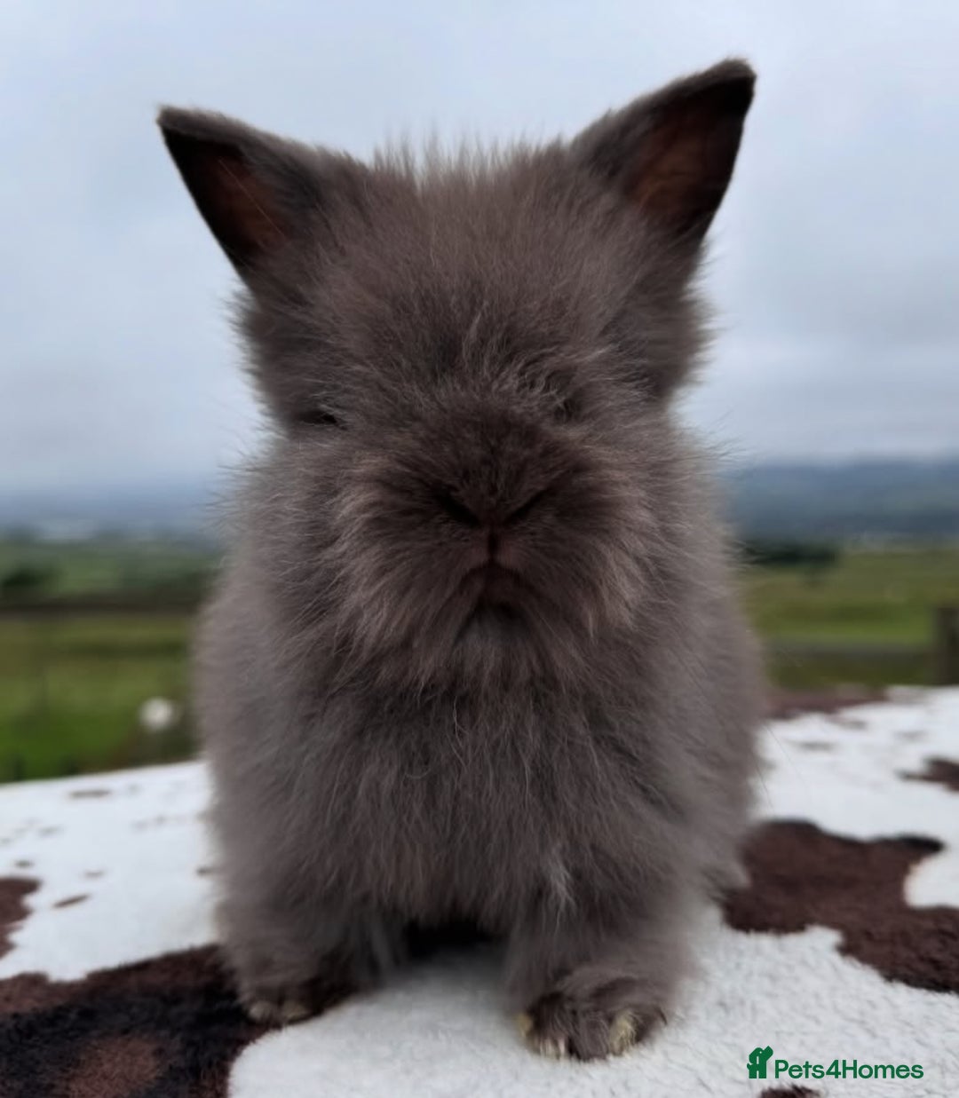 Lionhead rabbits for sale: Beautiful double maned Lionhead buns 🫶🏻 🐰  - Advert 2