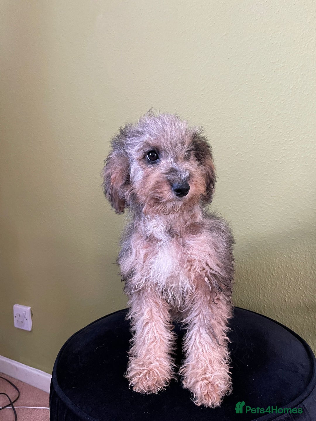 Goldendoodle dogs for sale: 🐶 Stunning goldendoodle puppies 🐶 - Image 10
